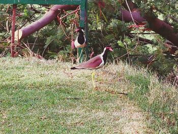 Bird perching on a field