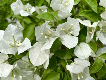 Close-up of water drops on leaves of white flowering plant