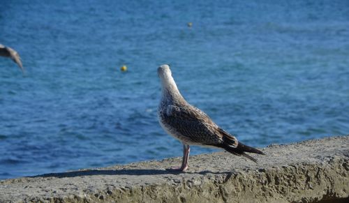 Seagull on a rock