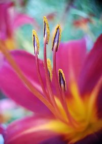 Close-up of purple flower