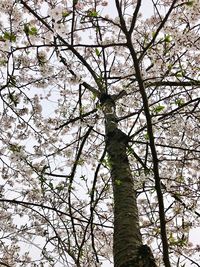 Low angle view of tree against sky