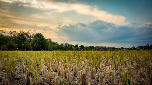 Scenic view of agricultural field against sky during sunset