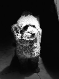 Portrait of dog sitting on floor