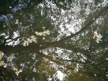 Low angle view of bamboo trees in forest