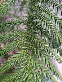 Full frame shot of pine tree