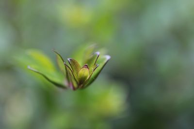 Close-up of insect on plant