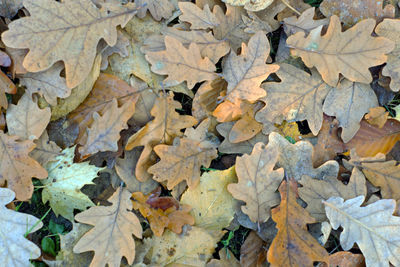 Full frame shot of dry leaves