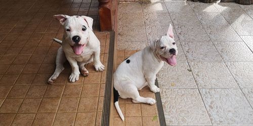 Portrait of dogs sitting on tiled floor