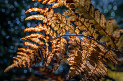 Close-up of fresh orange plant in sea