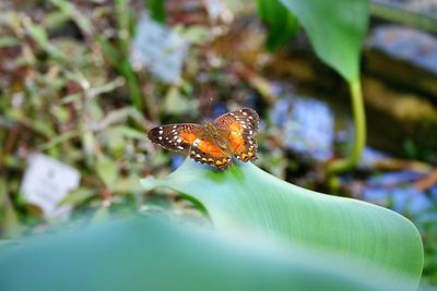 Close-up of insect on leaf