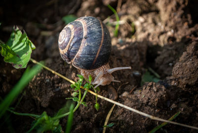 Close-up of snail on field