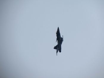 Low angle view of bird flying in sky