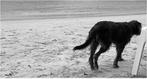 Dog standing on beach