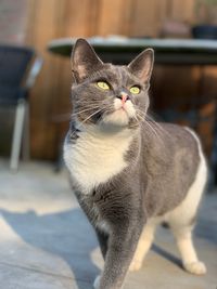 Close-up portrait of a cat