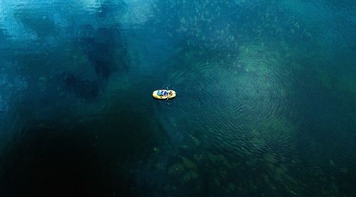 High angle view of jellyfish swimming in sea