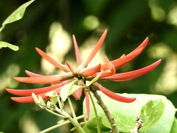 Close-up of red flowering plant