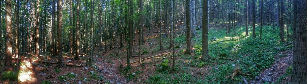 Trees in forest