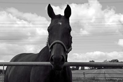 Portrait of horse in ranch against sky