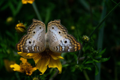 Close-up of butterfly pollinating on flower