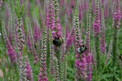 Close-up of bee on flower