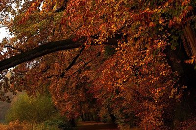 Low angle view of trees in forest during autumn