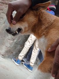Midsection of person holding dog