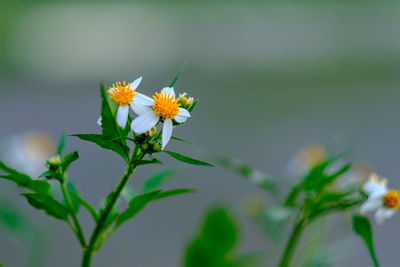 Close-up of yellow flowers blooming outdoors