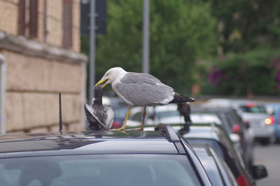 bird