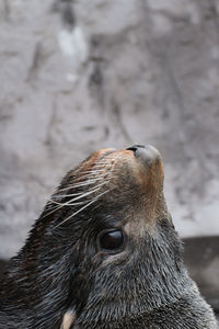 Close-up of horse