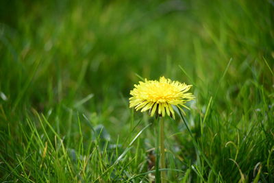 Close-up of daisy flowers blooming in field