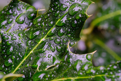 Close-up of wet plant leaves during rainy season