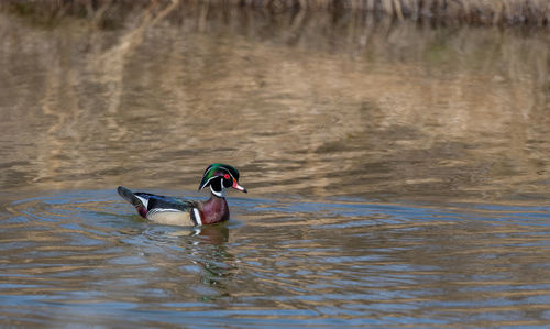 Full length of a duck swimming in lake