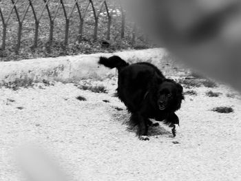 Dog on dirt road