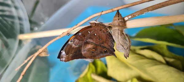 Close-up of butterfly on leaves