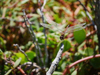 Close-up of insect on plant