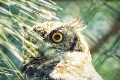 Close-up portrait of owl