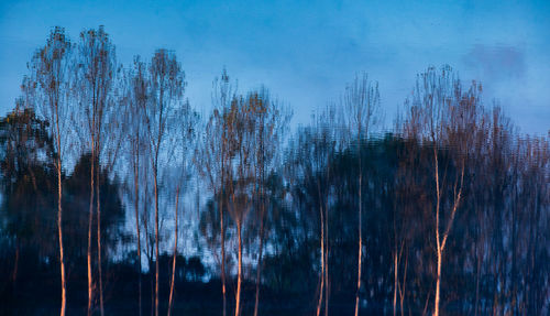 Low angle view of trees against sky