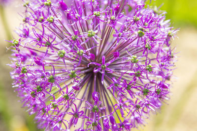 Close-up of purple flowers blooming outdoors