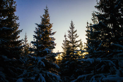 Pine trees in forest against sky during winter