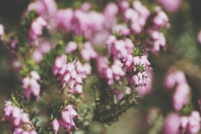 Close-up of pink flowers