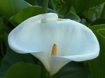 Close-up of white flowers