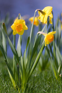 Close-up of yellow flowers blooming outdoors