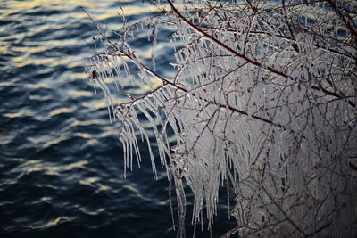 Close-up of bare tree in lake during winter
