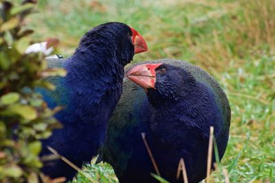 Close-up of duck