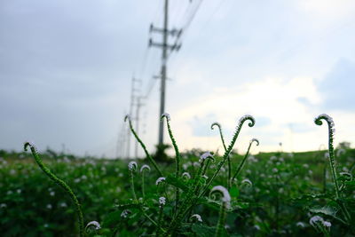 Close-up of wet grass on field against sky