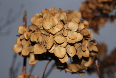 Close up of dried hydrangeas