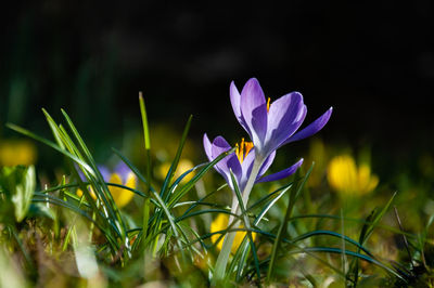 Close-up of purple crocus flowers on field