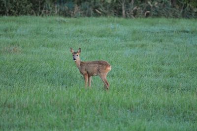 Deer standing on grass