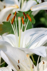 Close-up of day lily blooming outdoors