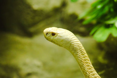 Close-up of lizard on leaf